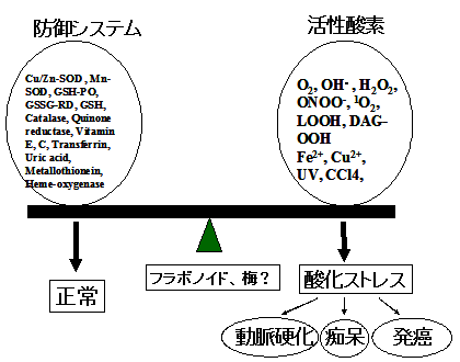 酸化ストレスの概念図